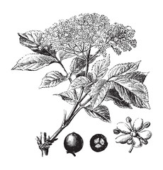 Elderberry  (Sambucus nigra) / vintage illustration from Brockhaus Konversations-Lexikon 1908