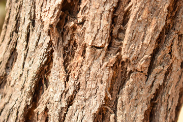 Tree Bark Rugged Texture Background Macro Stock Photography Image 