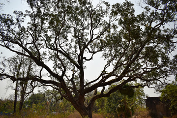 autumn forest trees. nature green wood backgrounds.