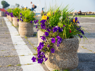 Colorful petunias on the streets of Gdansk
