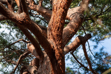 日差しかかる木