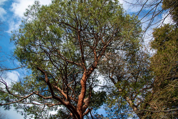 日差しかかる木々