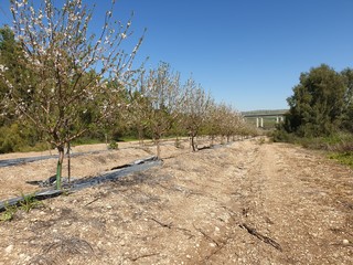 Fototapeta na wymiar Spring season almonds in bloom in the Mediterranean, Israel. White almond flowers against the blue sky.