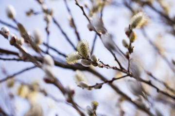  spring shoots on salix branches