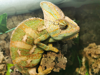 Chameleon