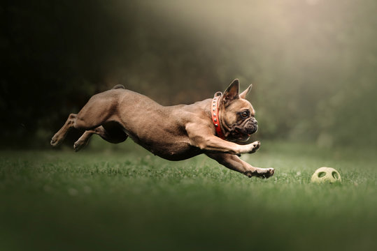 happy active french bulldog dog chasing a ball outdoors in summer