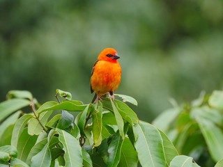 red bird on a branch