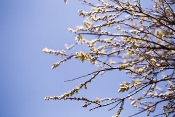 blooming fluffy shoots on willow branches in spring