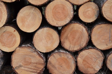 drzewa wycięte , tekstura, drewna, stary, deseń, drewniane, drewno, bory , lasy wycinka , wycinka drzew , wycinanie lasów , wycinanie borów