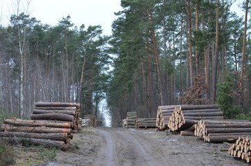  drzewa wycięte  , tekstura, drewna, stary, deseń, drewniane, drewno, bory , lasy wycinka , wycinka drzew , wycinanie lasów , wycinanie borów