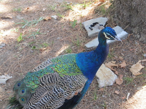 peacock walking around the hotel. in greece