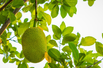 Jack fruit hanging on tree in a garden