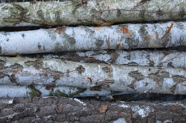  drzewa wycięte  , tekstura, drewna, stary, deseń, drewniane, drewno, bory , lasy wycinka , wycinka drzew , wycinanie lasów , wycinanie borów © Szymon