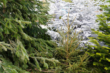 Christmas Tree background white and green pines details