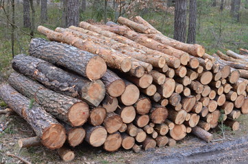  drzewa wycięte  , tekstura, drewna, stary, deseń, drewniane, drewno, bory , lasy wycinka , wycinka drzew , wycinanie lasów , wycinanie borów