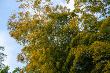 Obraz premium 竹林