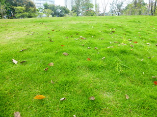 Green lawn landscape in spring