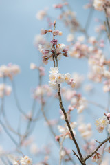 淡い青空とサクラ