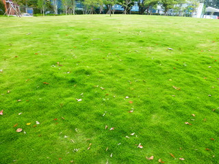 Green lawn landscape in spring