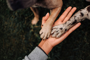 top view of two dog paws in owner hand - obrazy, fototapety, plakaty