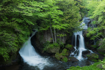 Obraz premium 日光