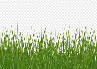 Realistic green grass