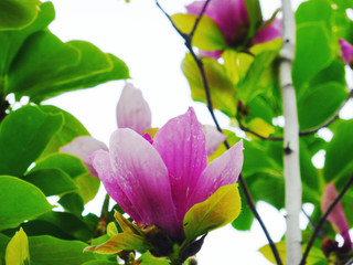 Obraz premium Magnolia blossoms in spring