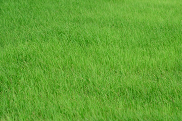 Green rice fields