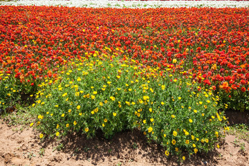 Spring walk in southern Israel