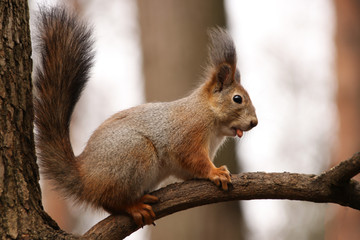 Naklejka na ściany i meble A squirrel on a tree branch holds a nut in its mouth in a natural habitat