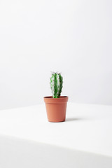 abstract still life. Lonely Cactus on white cube