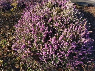 Flowers of Calluna vulgaris, known as common heather, ling, or simply heather.