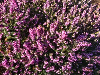 Flowers of Calluna vulgaris, known as common heather, ling, or simply heather.