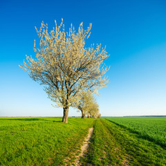Fototapeta na wymiar Row of Cherry Trees along farm road in Bloom, Rural Landscape in Spring, green field under bright blue sky 