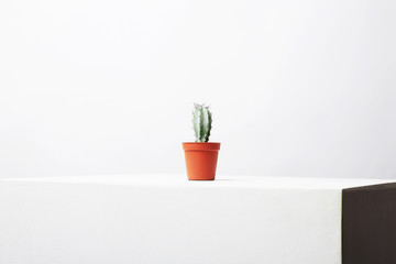 abstract still life. Lonely Cactus on white cube