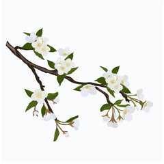Vector stock illustration of a spring branch of Jasmine. The cherry blossoms. White apricot flowers. Apple tree in bloom. Fragrant delicate wedding card. Isolated on a white background. Watercolor 