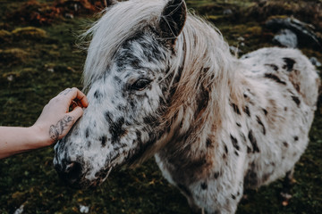 Obraz premium Irland Pferd wird gestreichelt