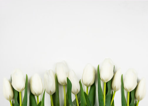 Floral background, white tulips on a white background. Place for text.