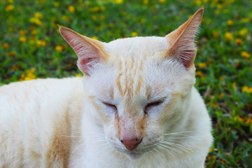 Naklejka na ściany i meble A cute light brown cat resting on the grass