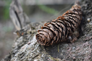 close up pine cone on a tree bark