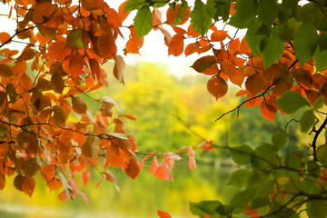 background golden autumn