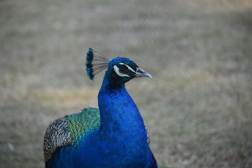 Obraz premium Beautiful closeup of peacock with clear background