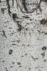 Bark texture of a tree.