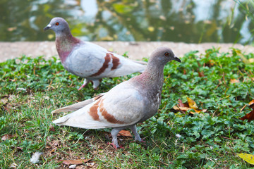 Two beautiful light brown pigeons on the grass beside a pond