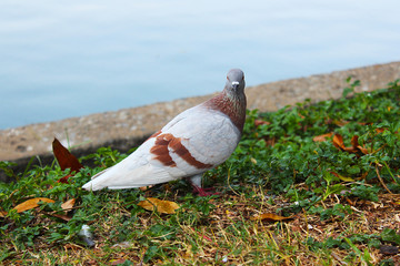 Fototapeta premium A beautiful light brown pigeon on the grass beside a pond