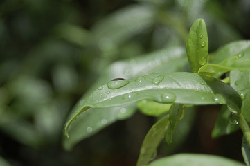 Hojas con gotas de agua