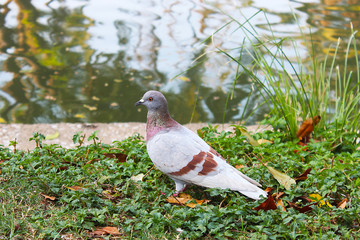 A beautiful light brown pigeon on the grass beside a pond