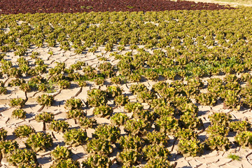 Cabbages and lettuce planted in a field