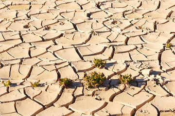 Drought, quartered and dry land
