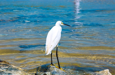 A small white Little Egret heron standing in the water looking for food. City beach, Netanya, Israel